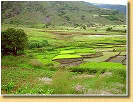 SRI Camp Catta Madagascar
