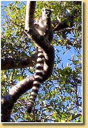 Pique-nique et farniente au Camp Catta Madagascar