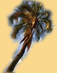 palmier andringitra madagascar