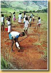 Plantataion madagascar