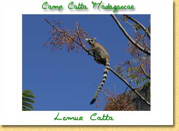 Carte postales du Camp Catta