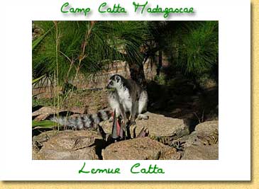 Carte postales du Camp Catta