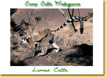 Carte postales du Camp Catta