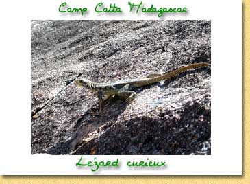 Carte postales du Camp Catta