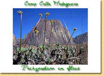 Carte postales du Camp Catta